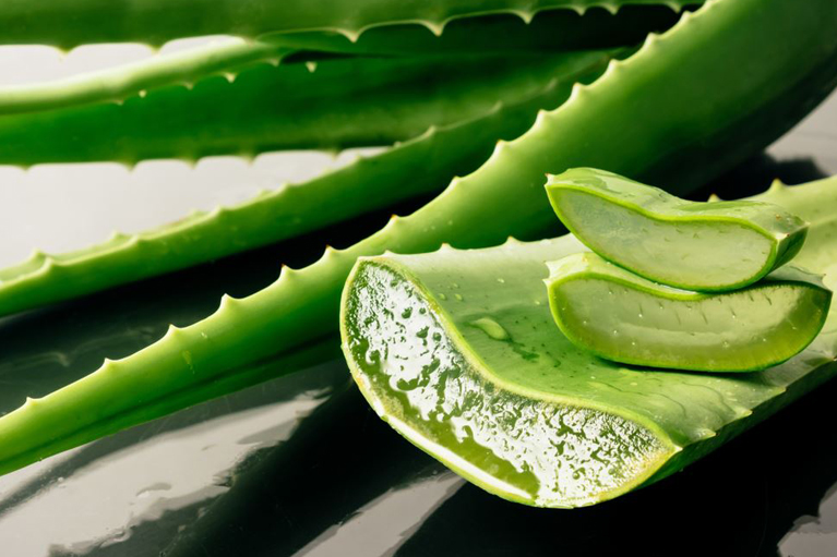 aloe vera